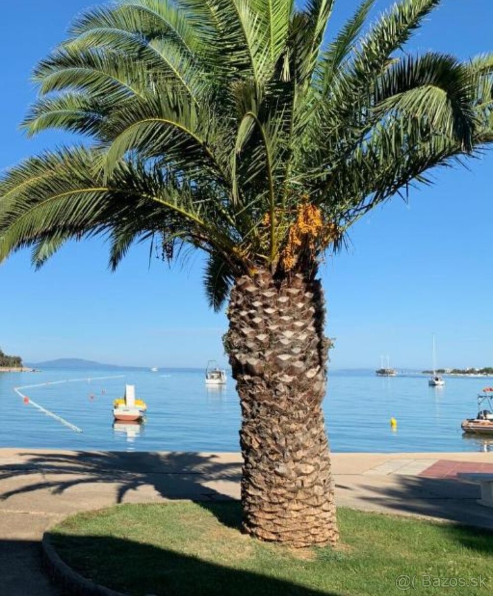 DATLOVNIK PALMOVY, PALMA- SEMENA - 3