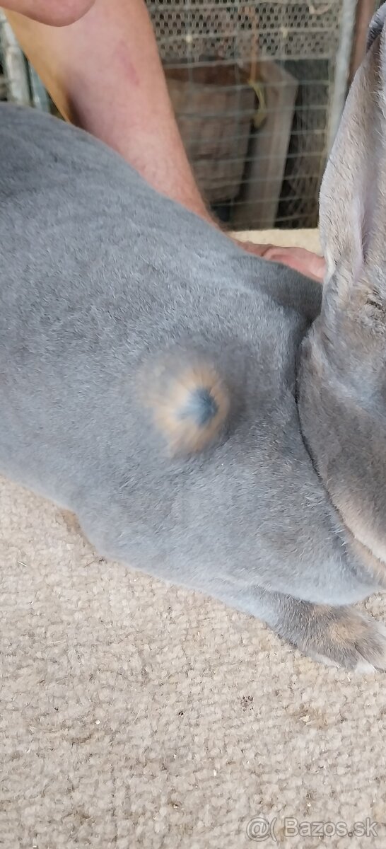 Predám kraliky Ss rex - 3