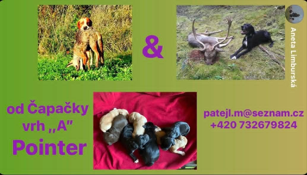 Pointer štěňata ČR - 3