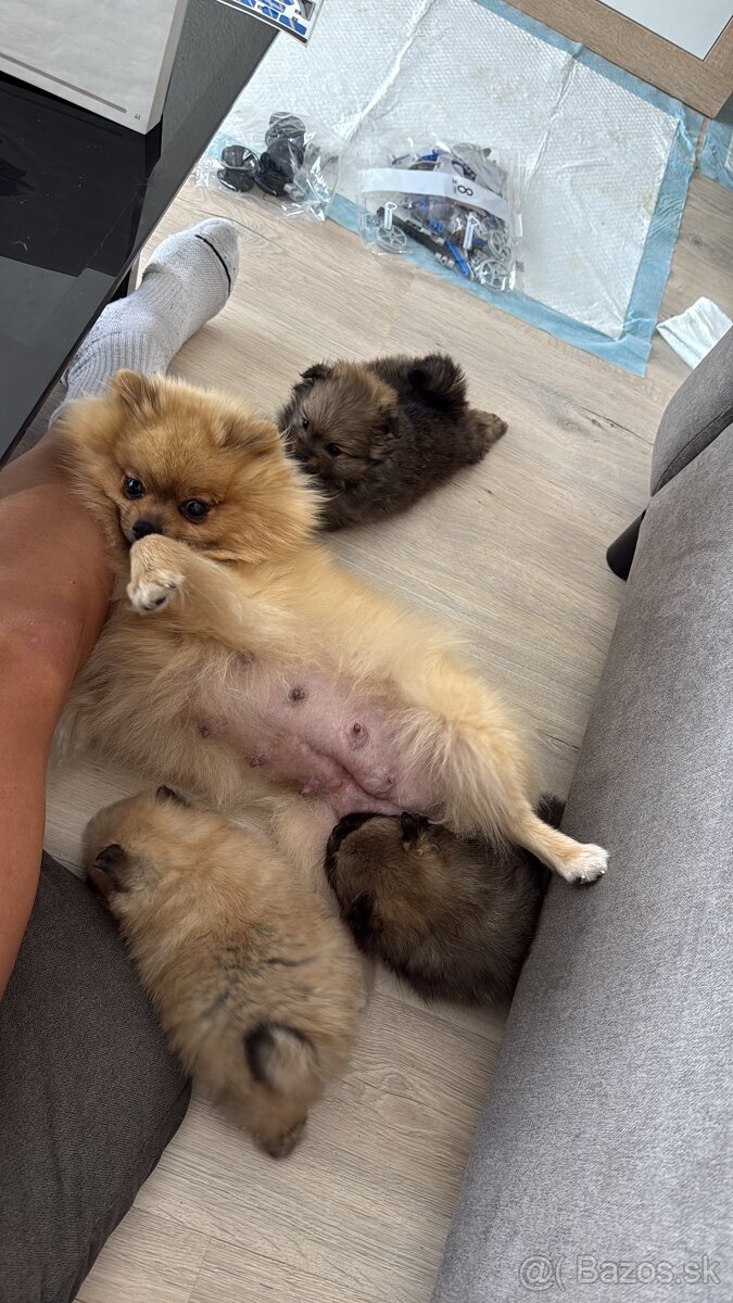 Pomeranian - 3