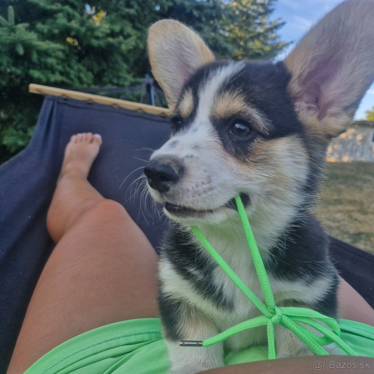Welsh Corgi Pembroke - 3