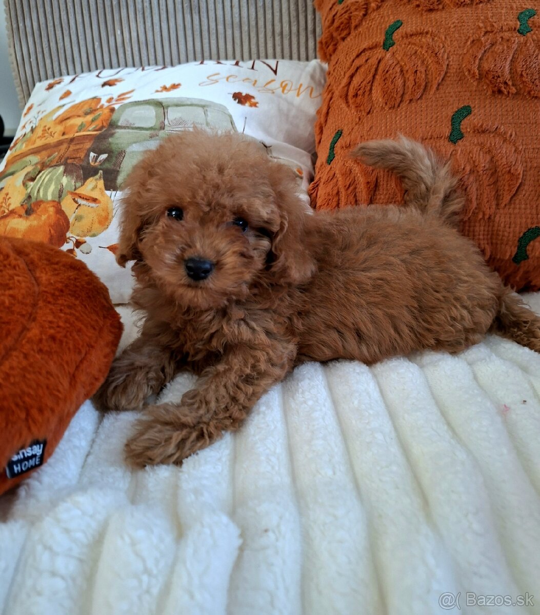 Maltipoo - 3
