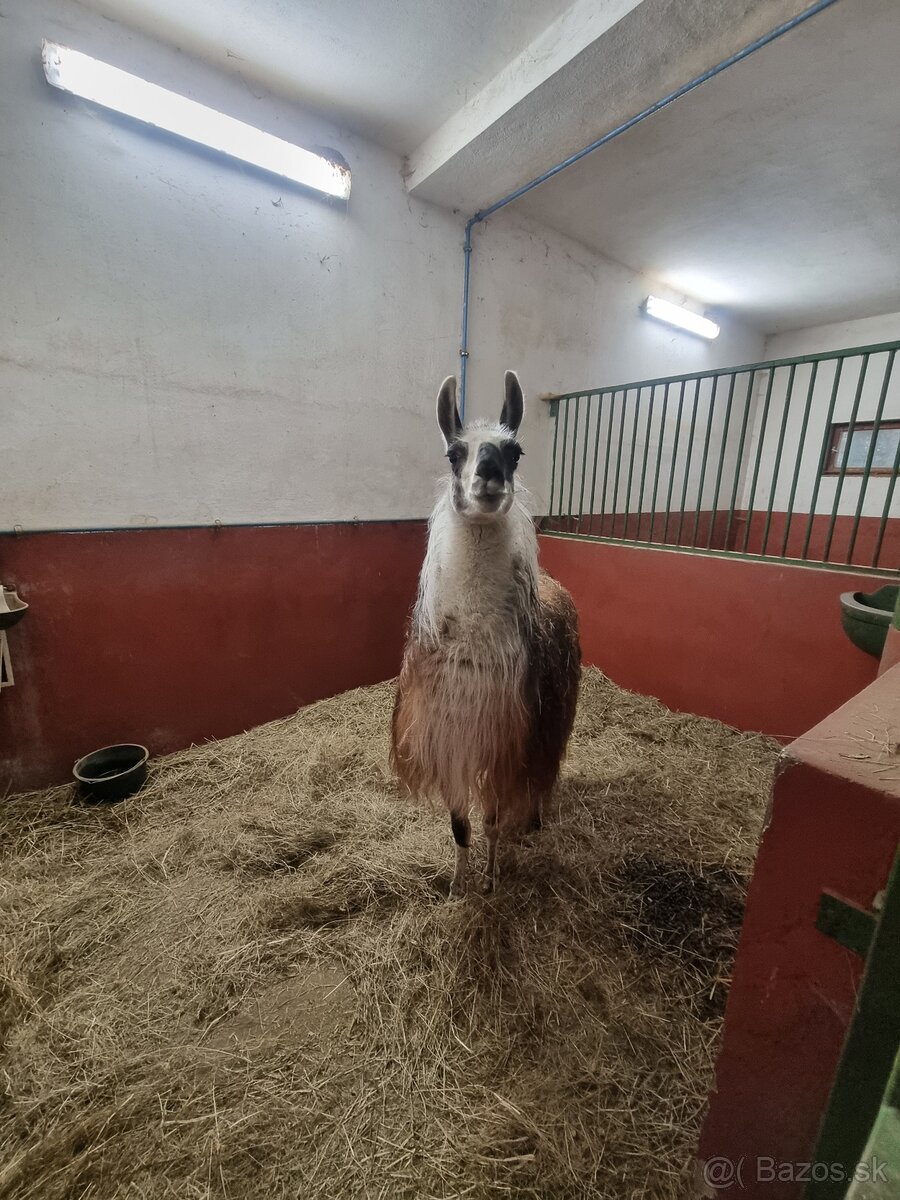 Lama - 3