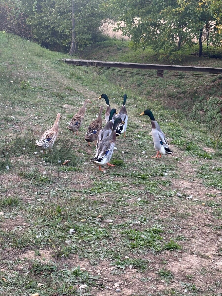 Predám husy a indické beežce - 3