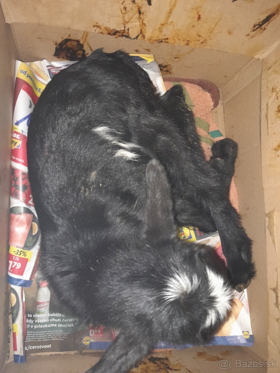 predam registrovaný chov kôz a poroviec - 3