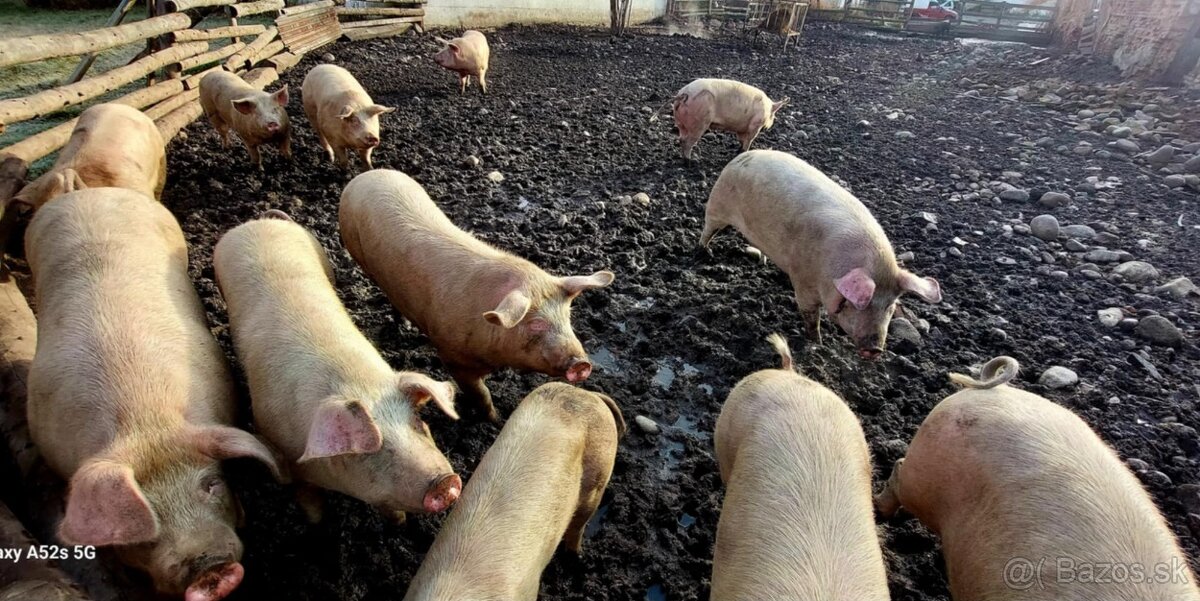 tohtoročné prasce - 3