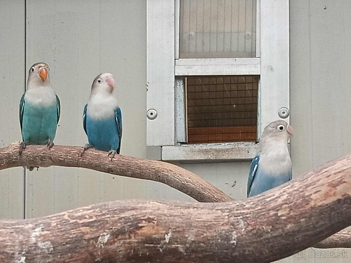 Agapornis fischer - 3