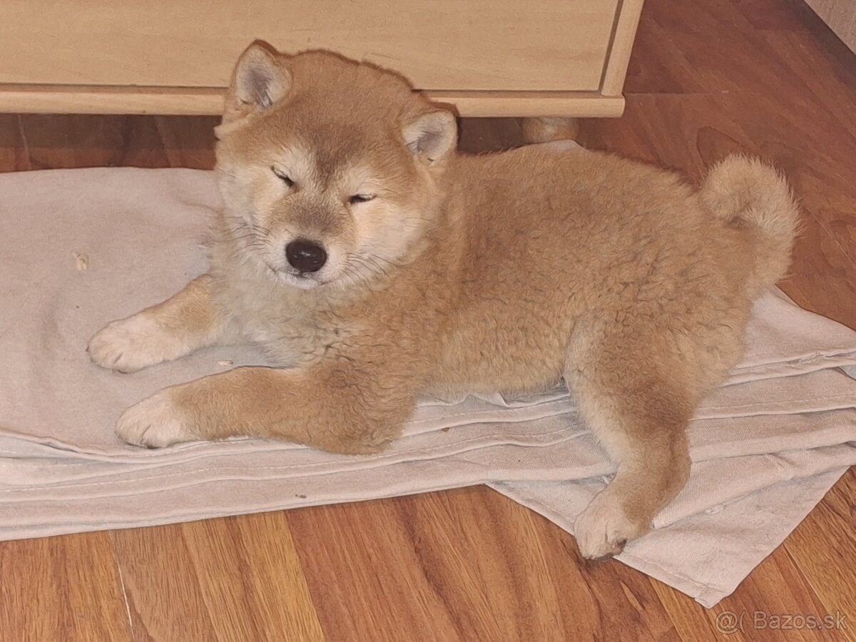Predam shibu inu - 3