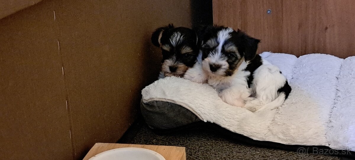 Yorkshire terier biewer mini - 3