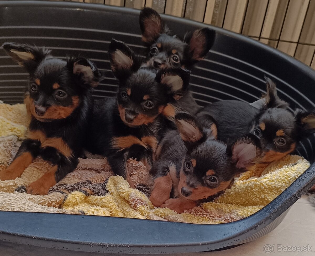 Ruský toy s PP - dlouhosrstý - 3