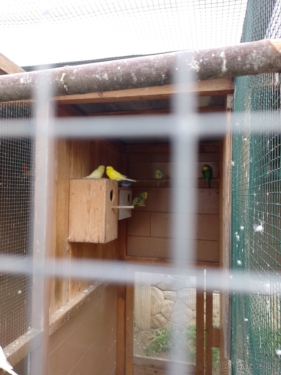 Papagáj spevavy - 3