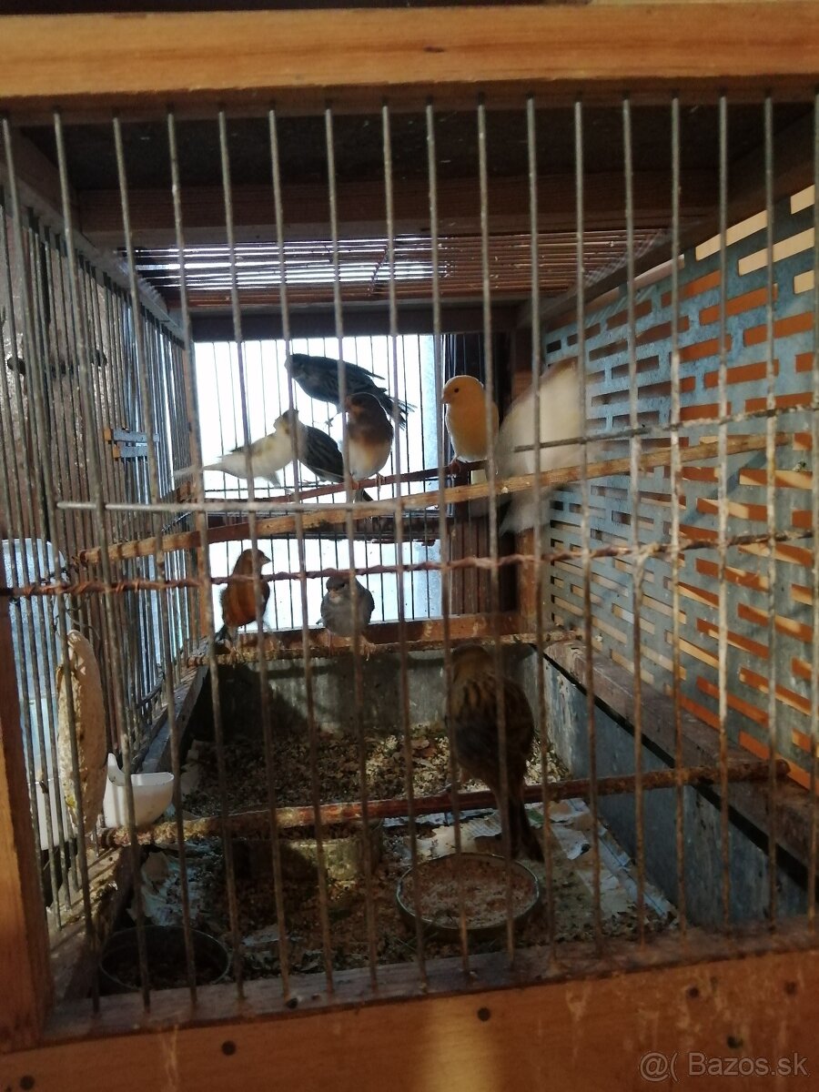 Predám kanárikov - 3