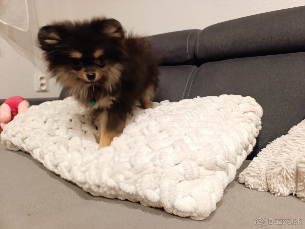 Pomeranian pomerian - 3