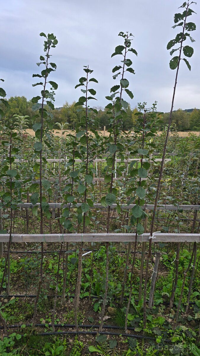 Ovocné stromčeky - 3