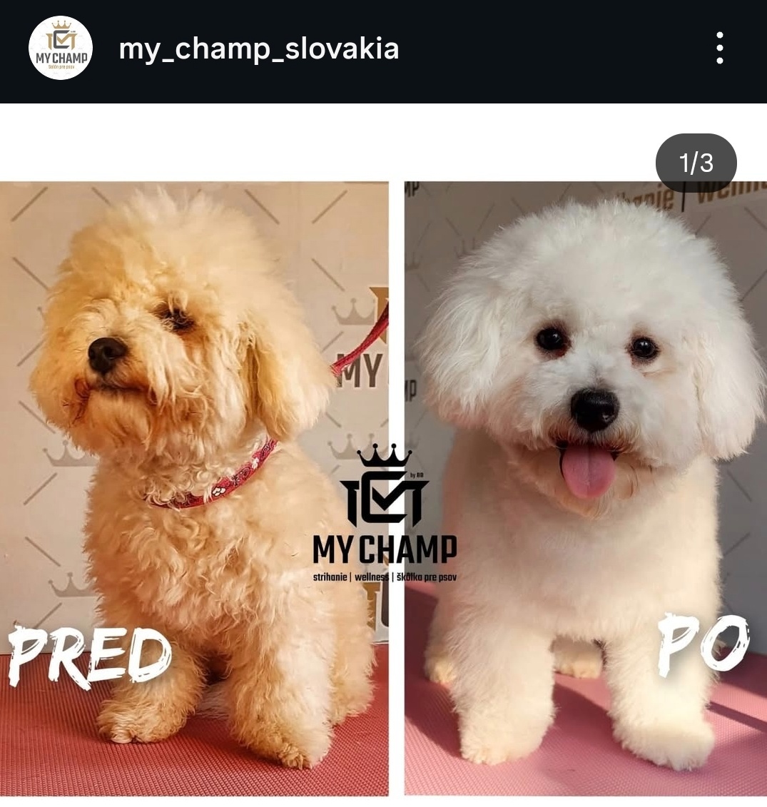 Salón pre psov, strihanie psov Bratislava - 3