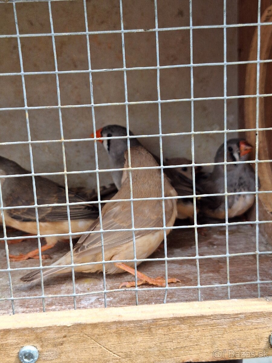 Zebrička austrálska - 3