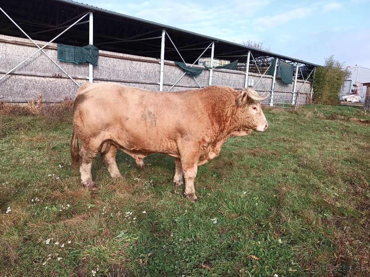Predám býka - 3