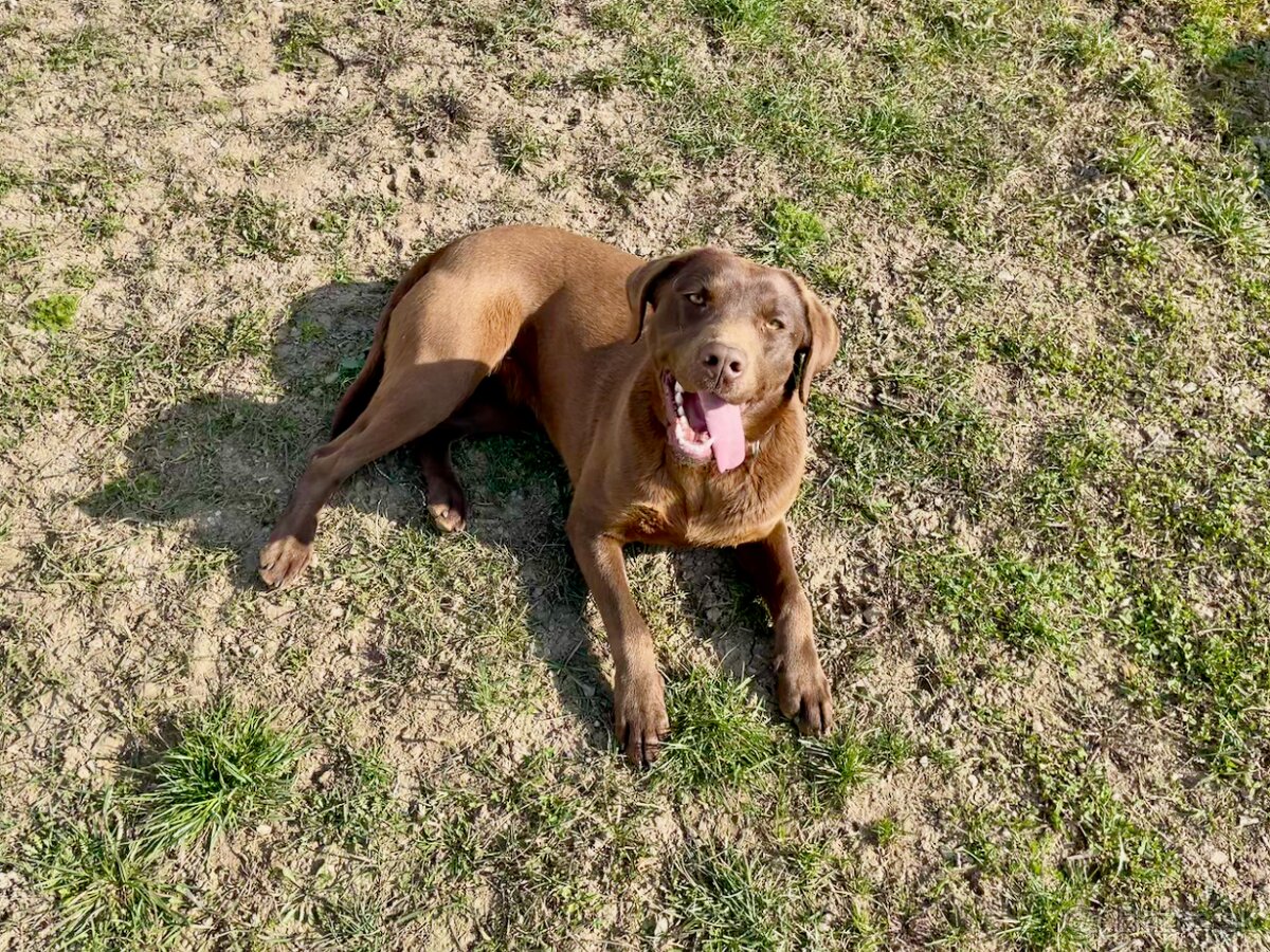 Fenka Labrador bez PP - 3