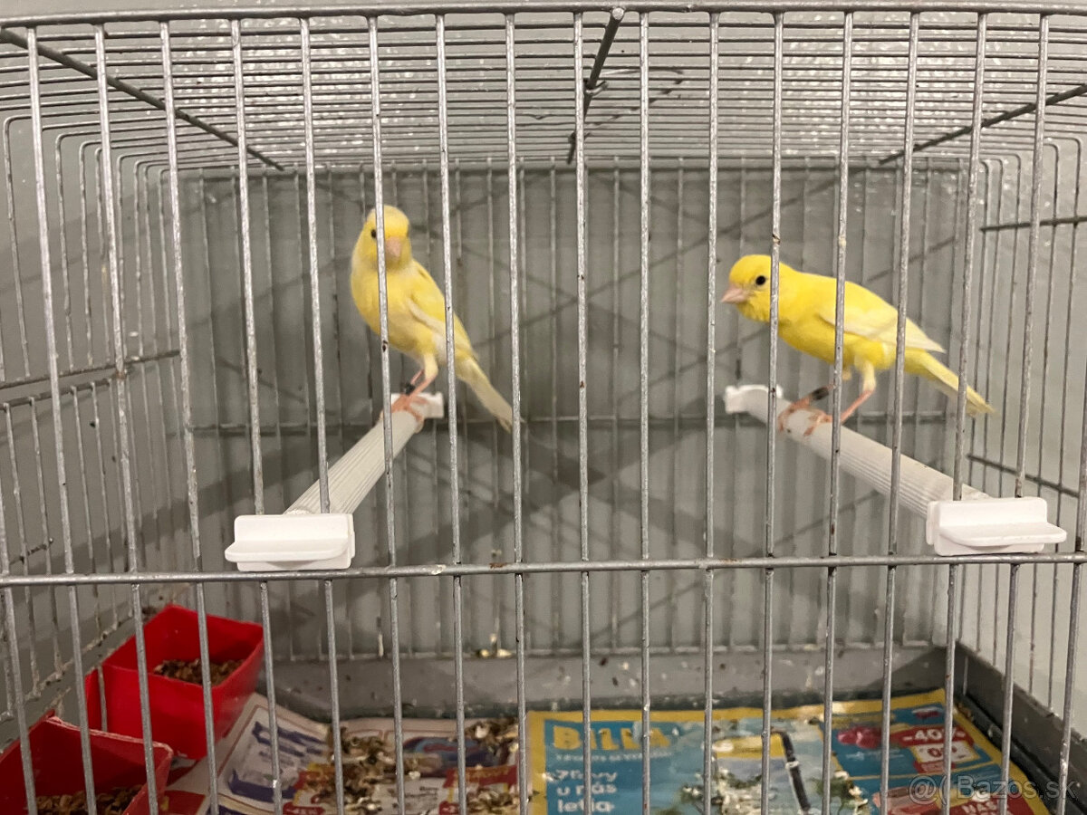 Predám postavové kanáriky Irish fancy - 3