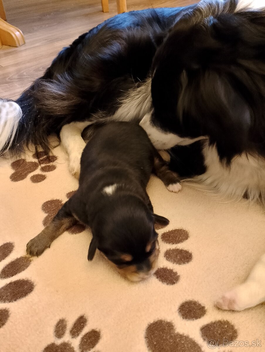 Darujem šteniatka - 3
