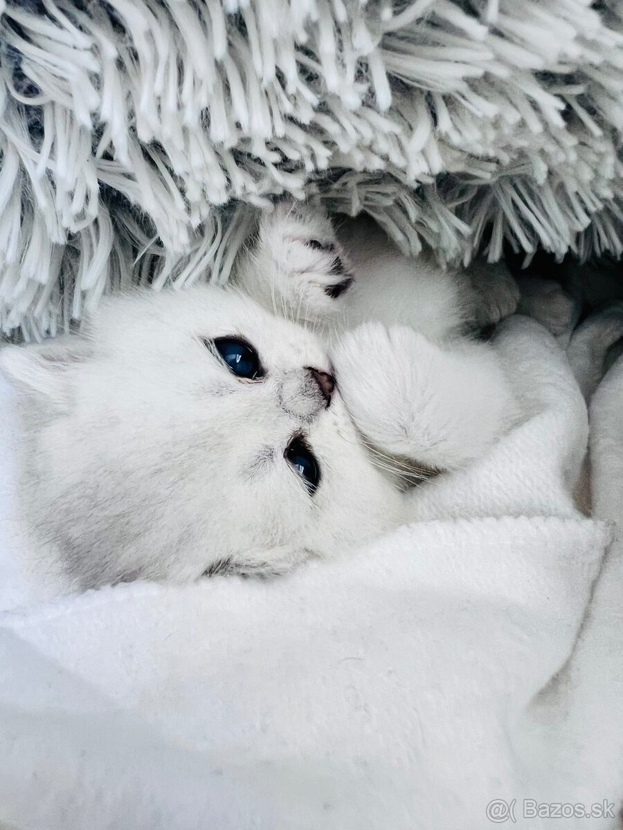 Britská strieborná činčila - 3