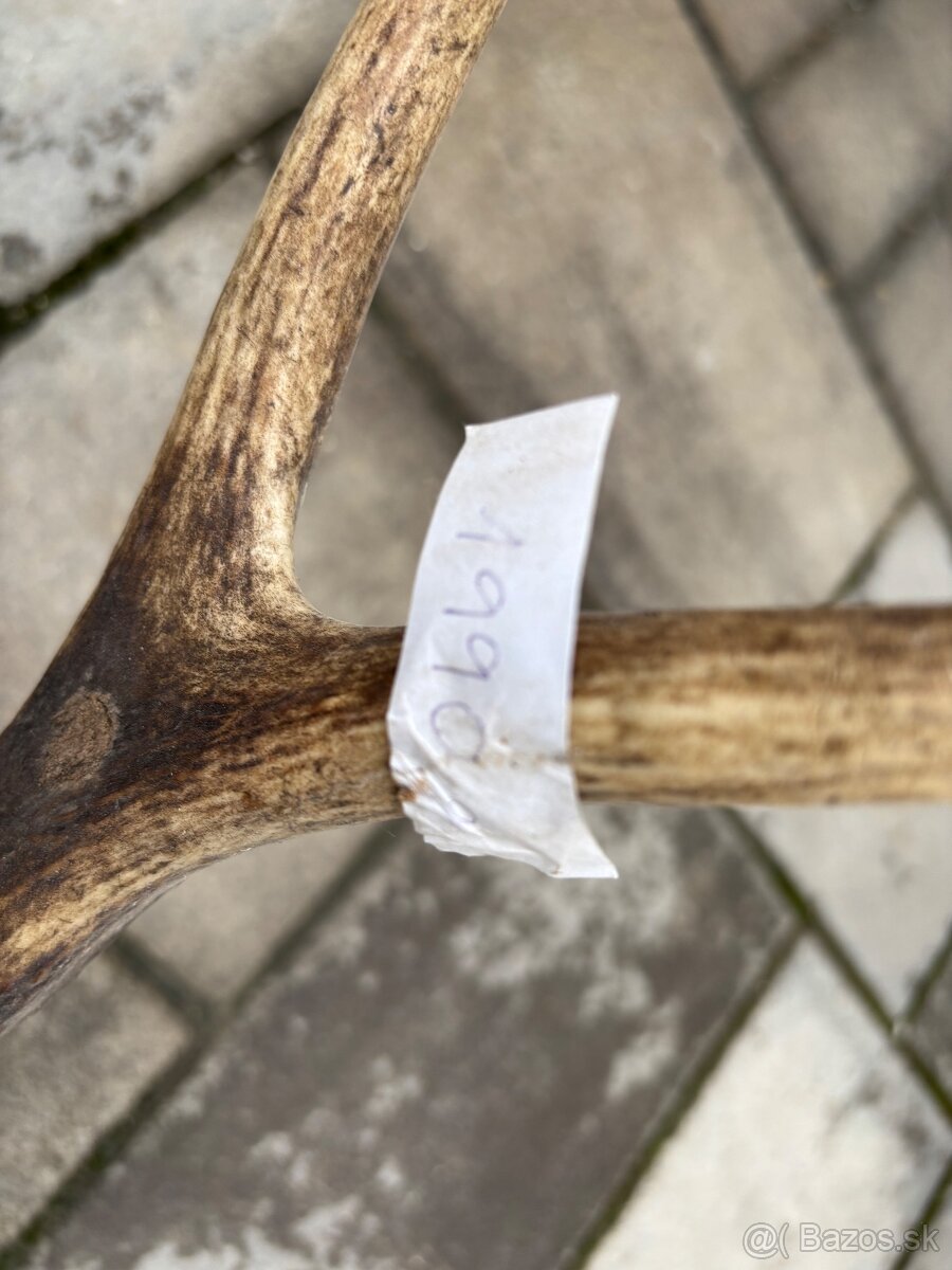 Parožie, parohy, zhody, trofej - 3