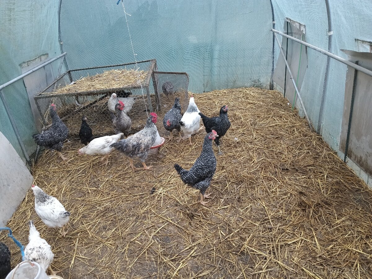 Mladý kohút do chovu - 3