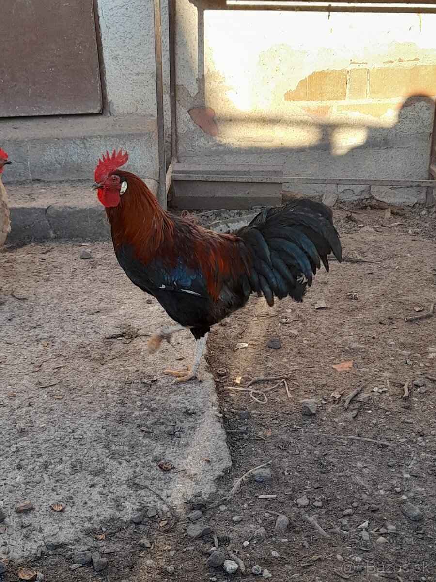 Predám kohúty. - 3
