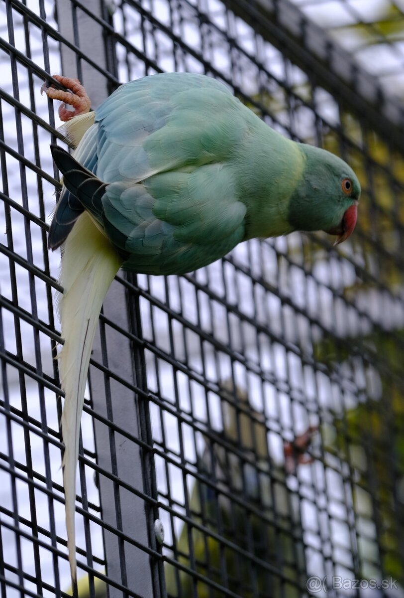 Alexander malý aqua - 3