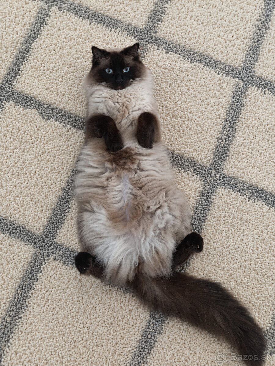 Ragdoll Seal Colorpoint kocúrik - 3