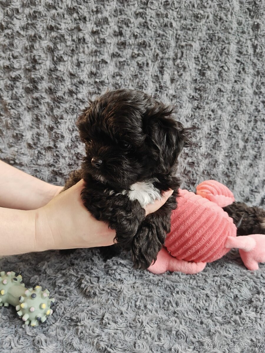 Ruská farebná bolonka s PP – šteniatka z CHS Tlapky radosti - 3