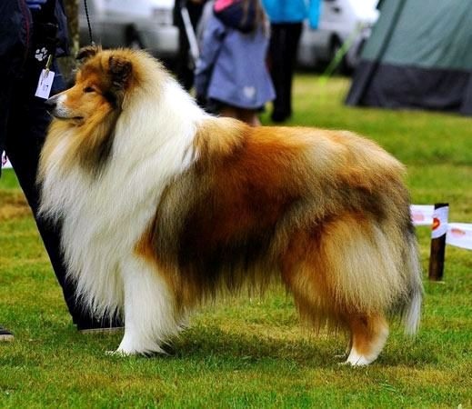 Kólia dlhosrstá s PP - 3