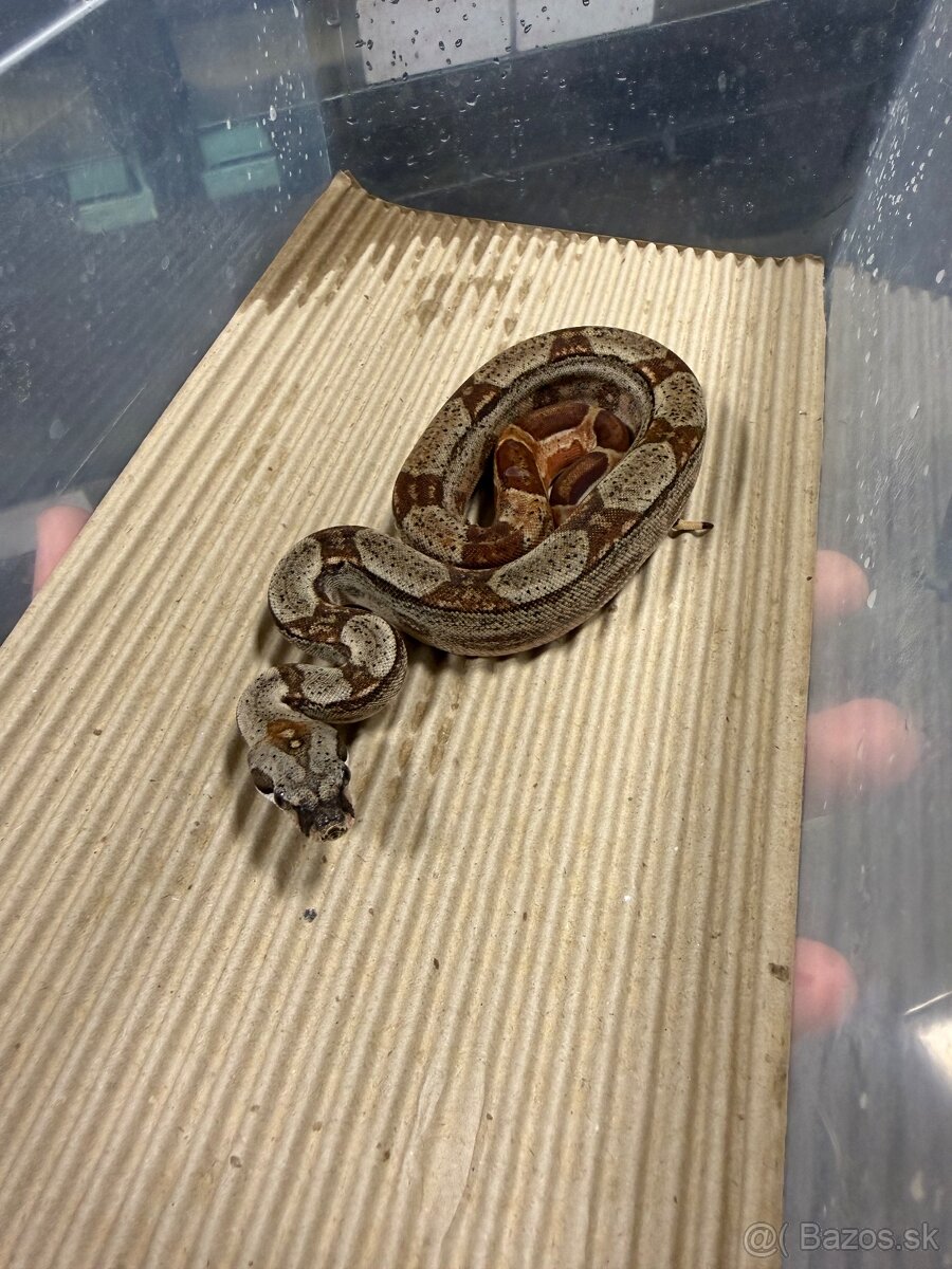 Boa Constrictor - Velhad kralovsky - 3