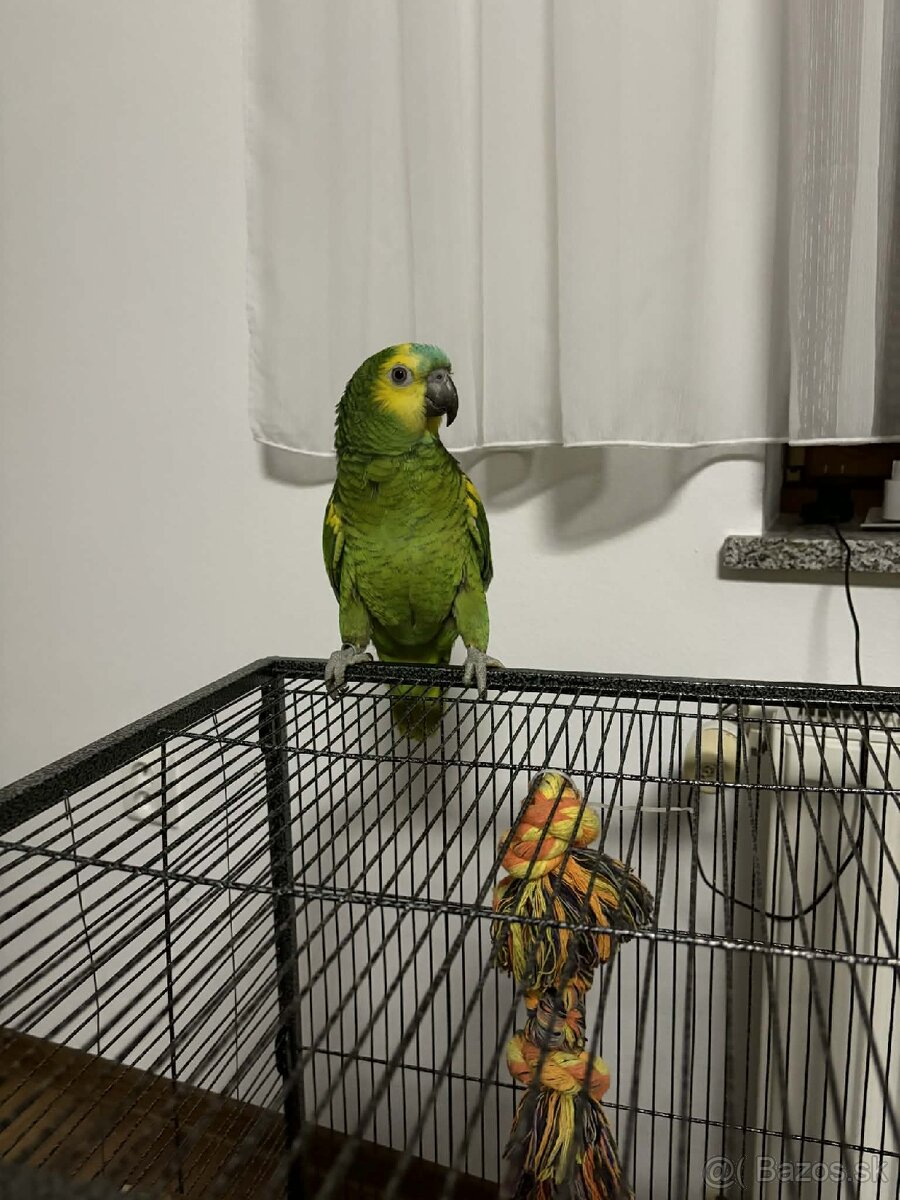 Amazoňan modročelý - 3