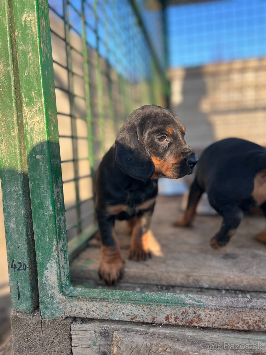 Slovenský kopov šteňatá - 3
