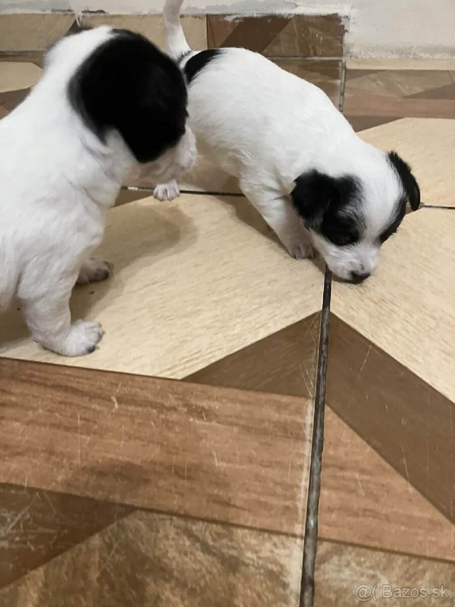 Darujem šteniatka - 3