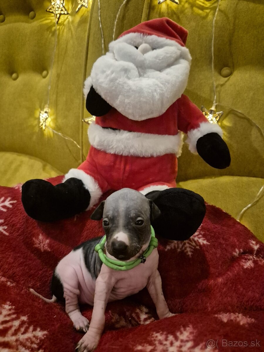 Americký bezsrstý teriér - 3