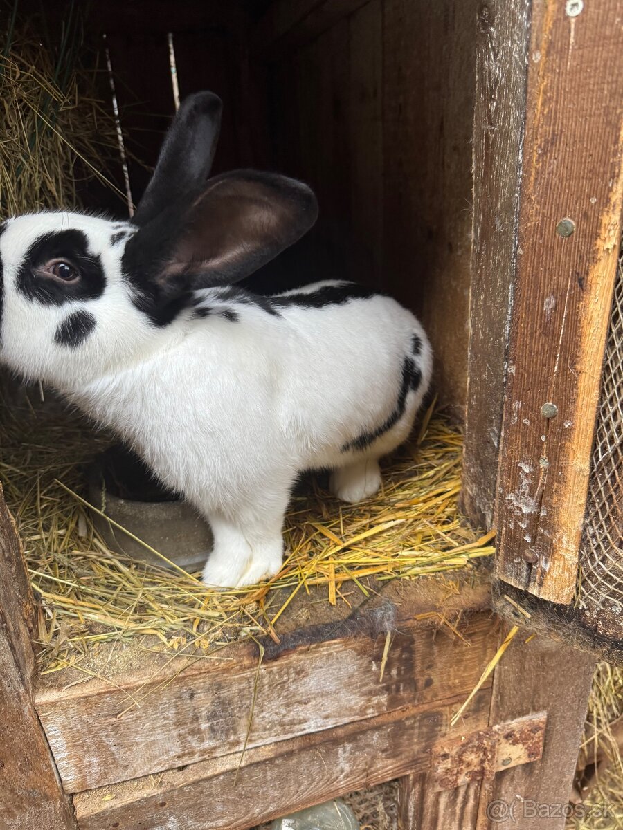 Predám 6 mesačného samca NOS - 3