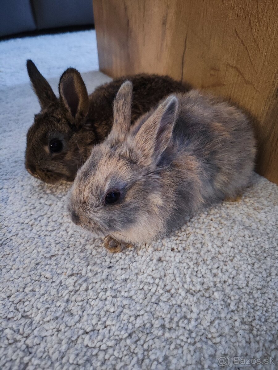 Rozkošni zakrsli zajacikovia - 3