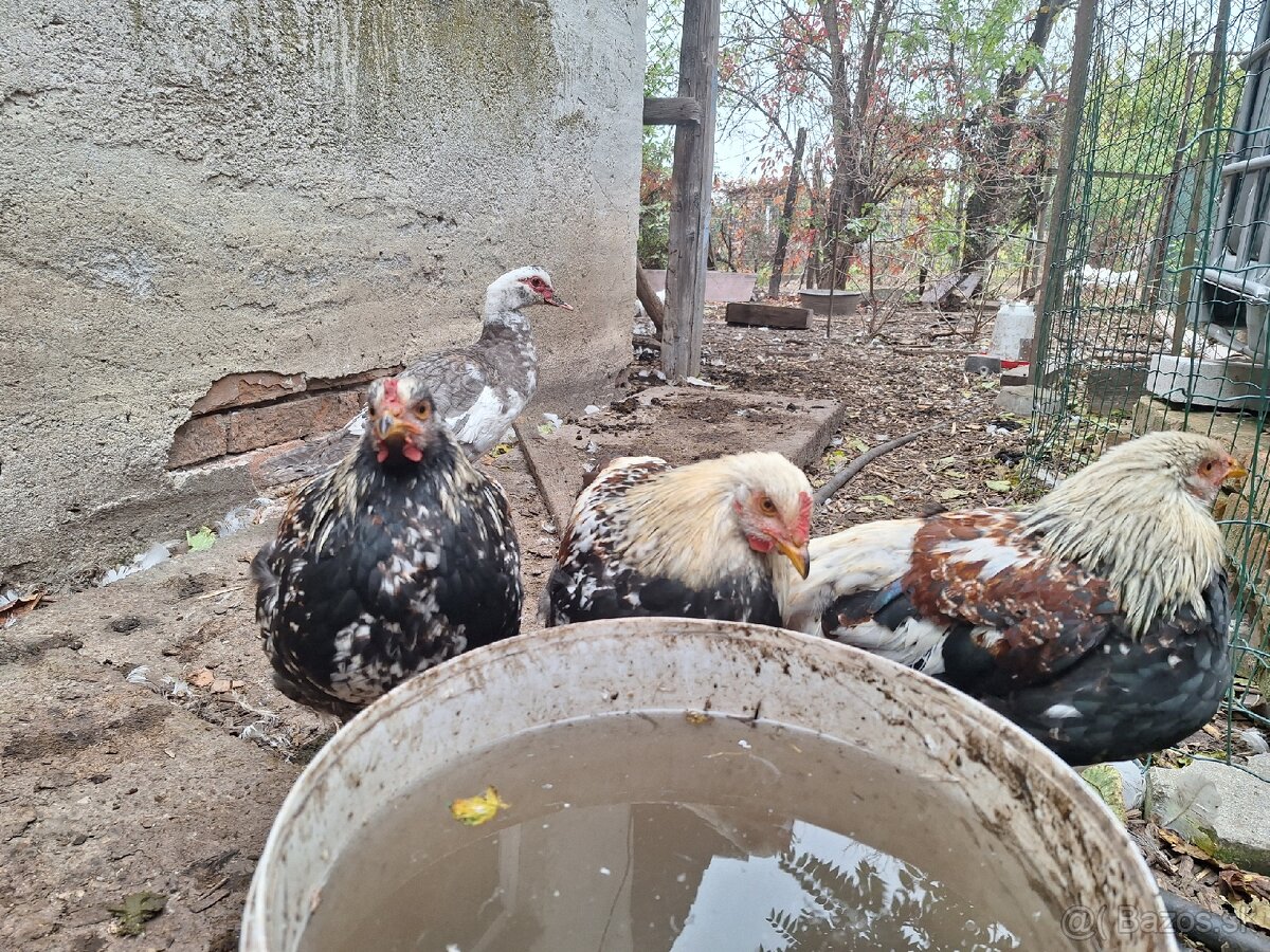 Predam kohutov miesanych Brahman - 3