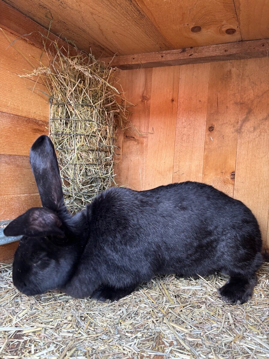 Predám samicu BO - 3