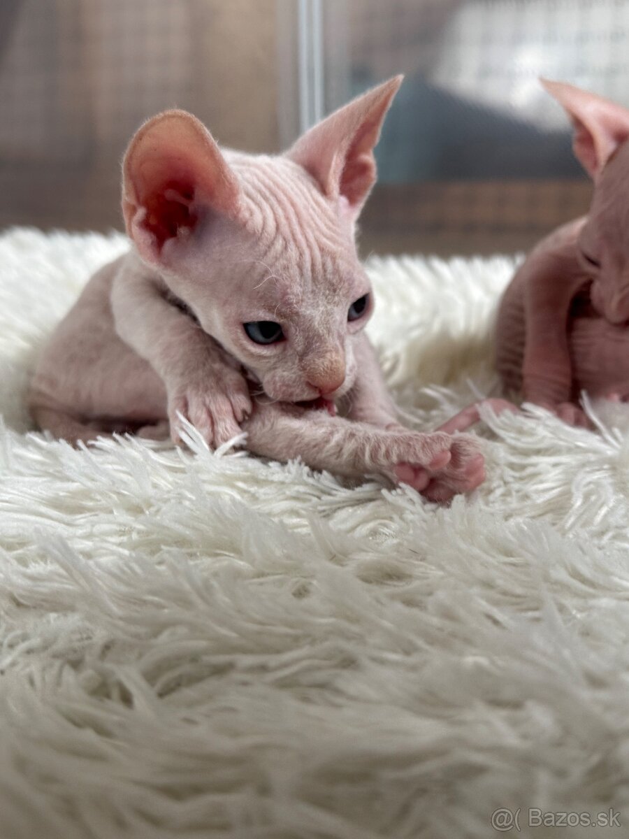 Don sphynx - 3