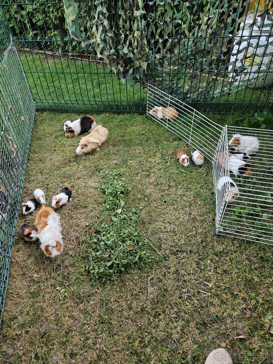 Morské prasiatko - 3