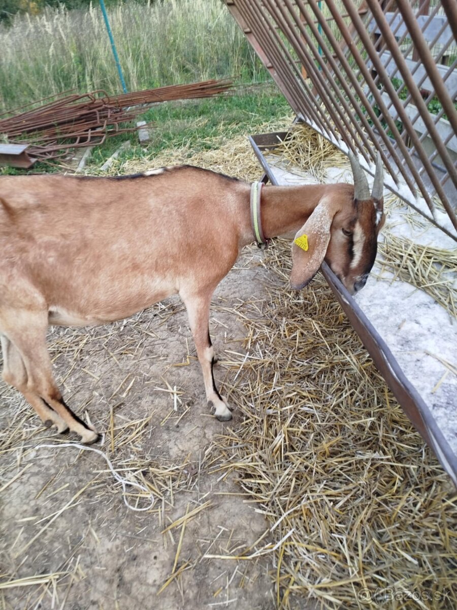 Predám ovce a kozy 100% AN - 3