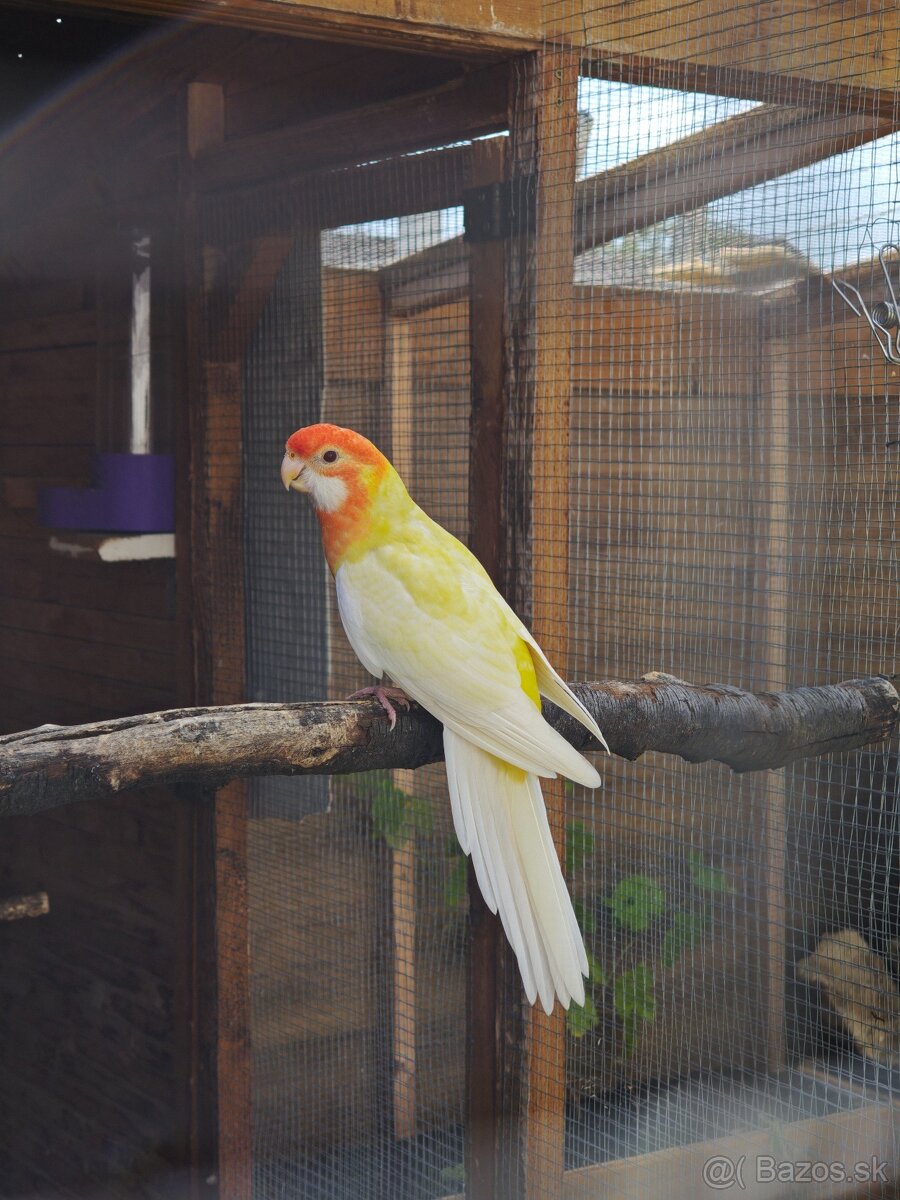 Rozela penant orange-albino - 3