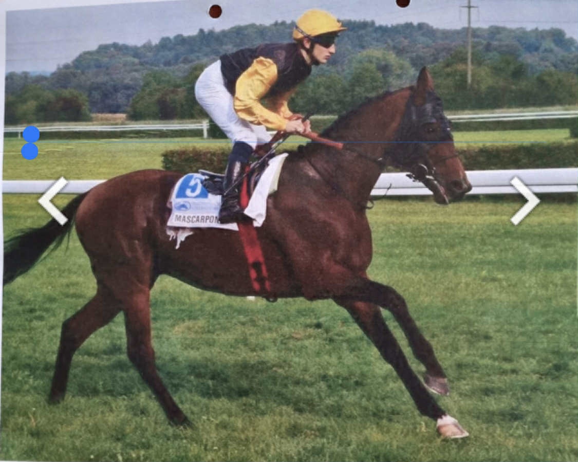 Pripúšťanie žrebcom anglický plnokrvník - 3