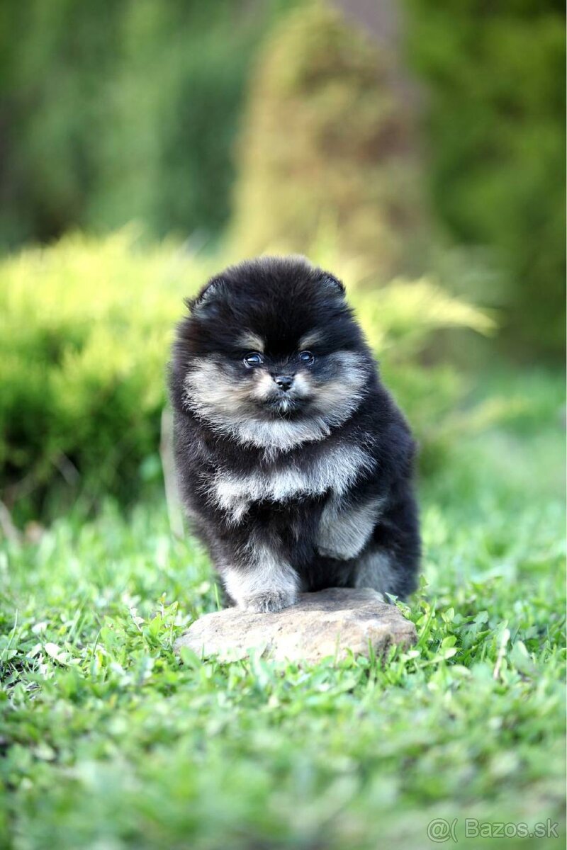 Male pomeranian Alex - 3