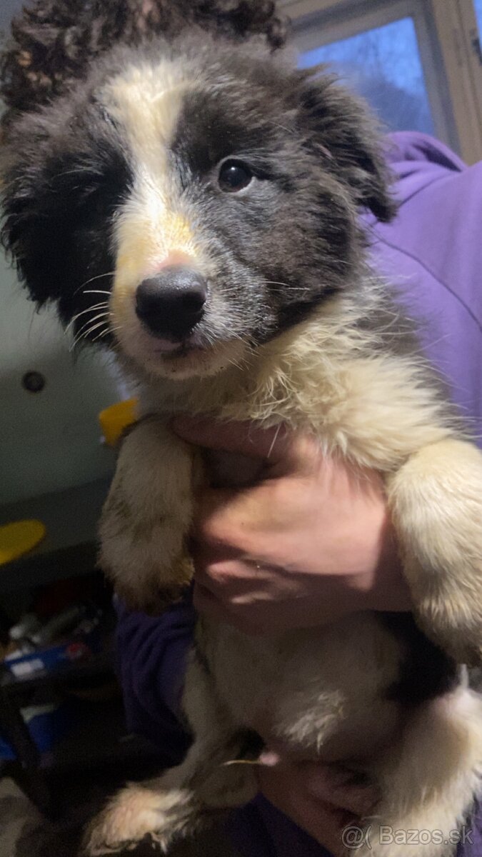 Trojmesačné šteniatka Border kólie - 3