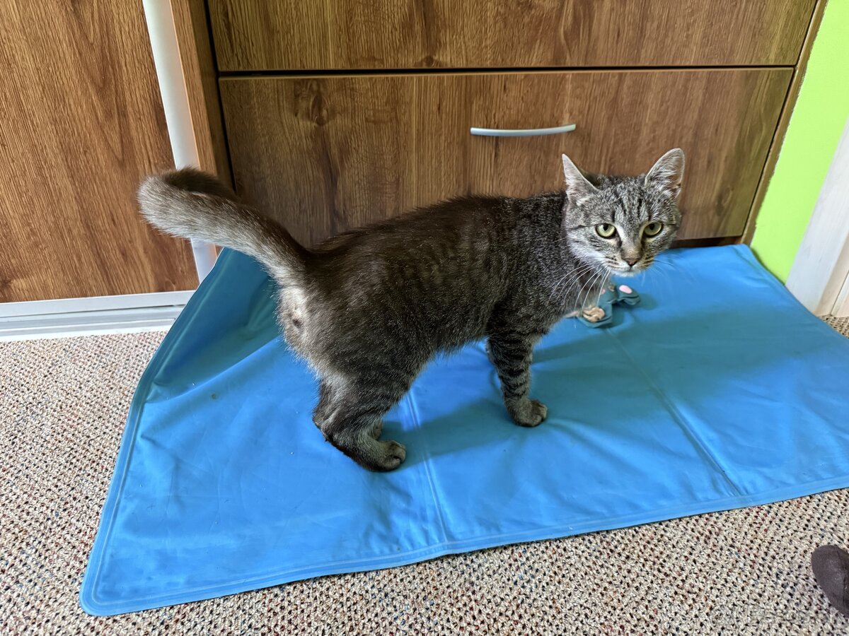 Tigrovaná macicka - 3