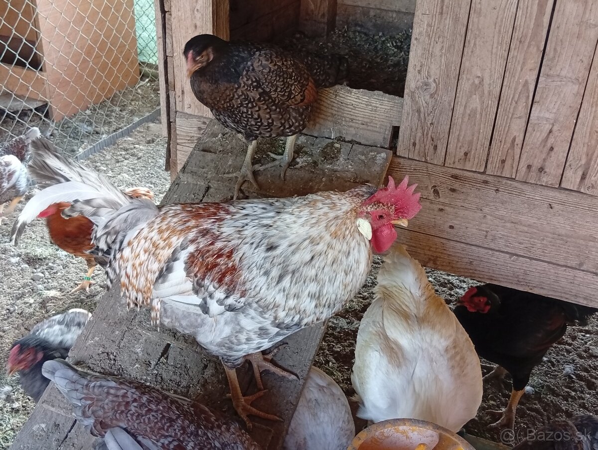 Predam kohutov - 3
